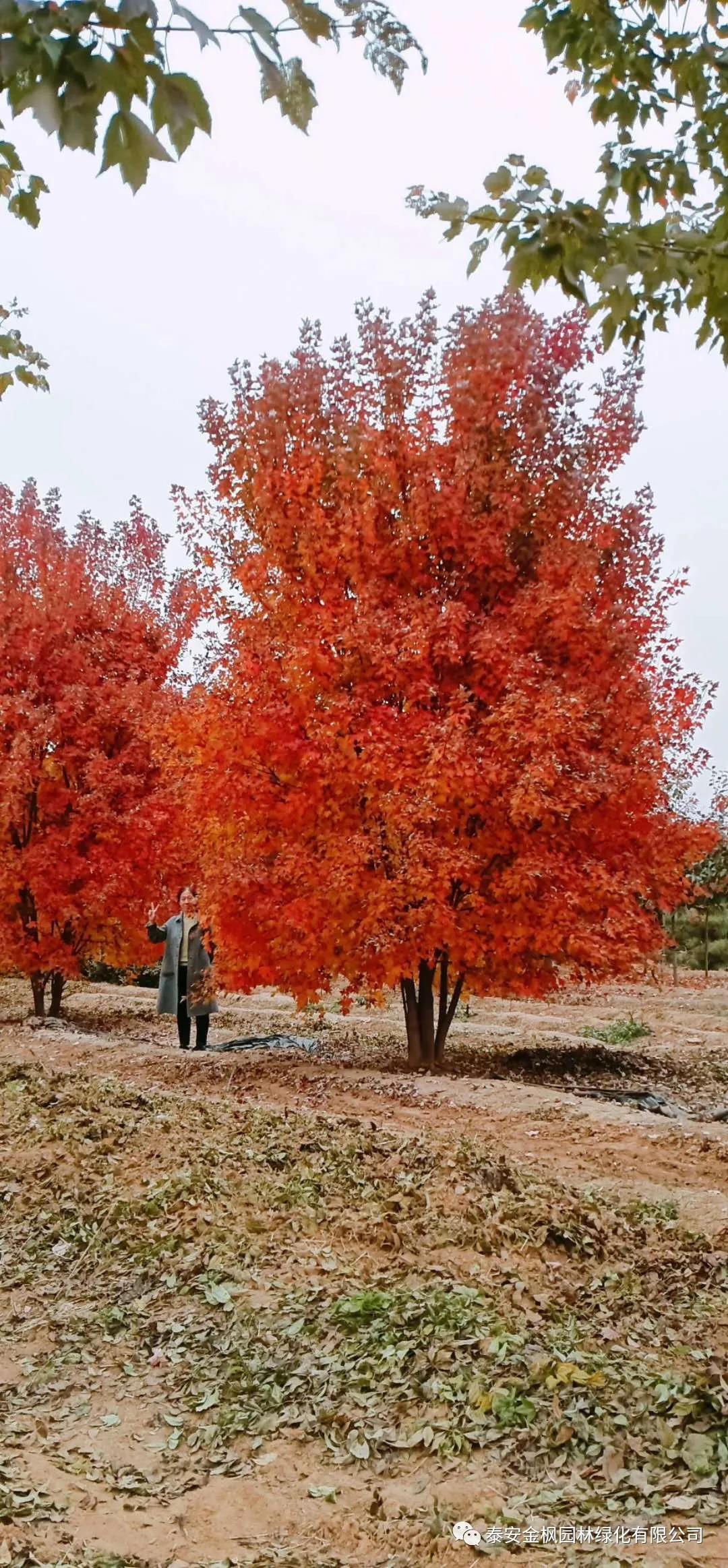 中頻爐自動加料機(jī)